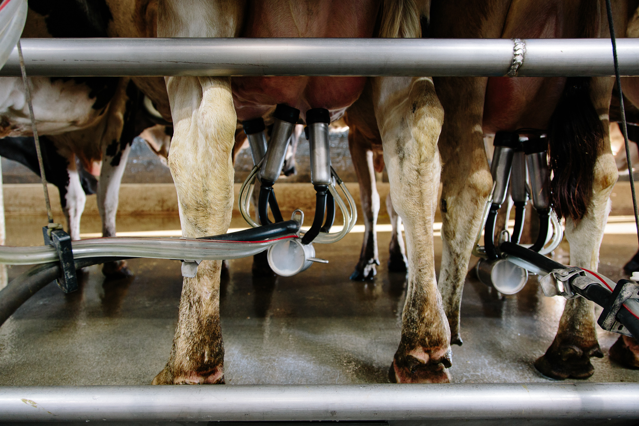 milking IMGL7173